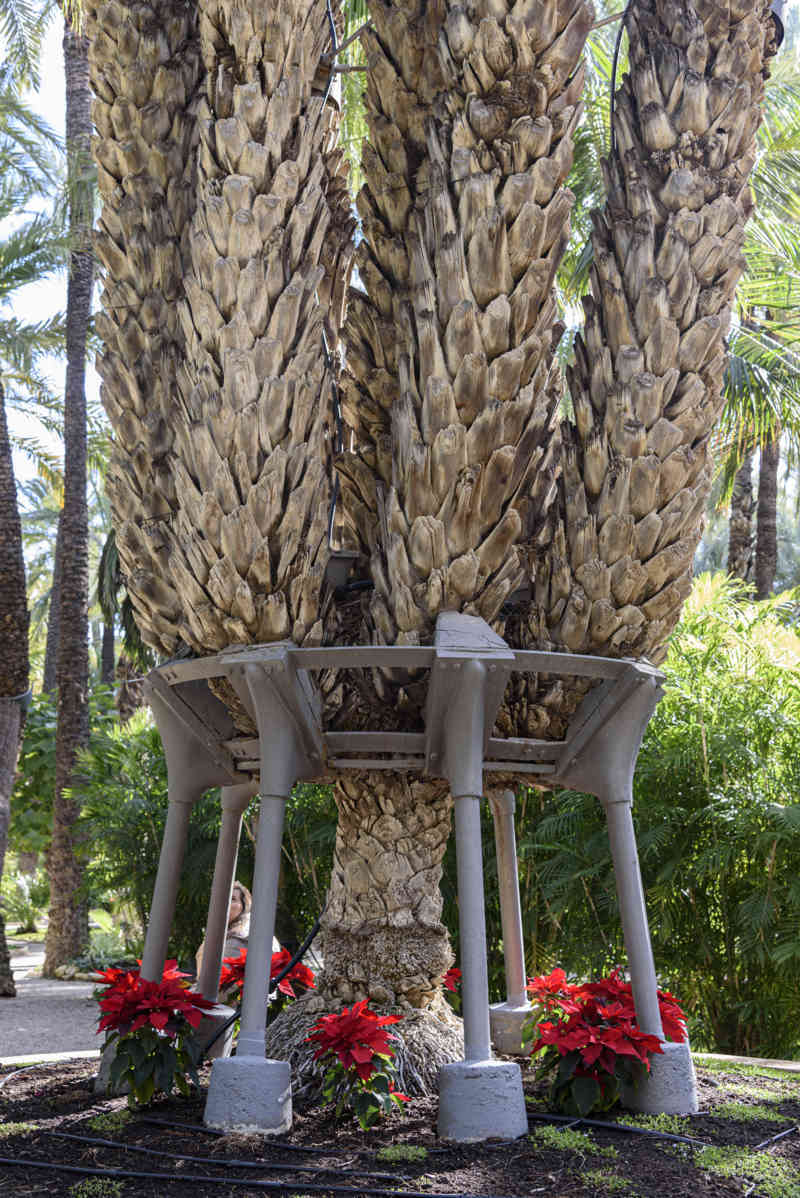 Alicante - Elche 43 - Huerto del Cura - Palmera Imperial.jpg